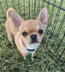 GCH CH Angel Wings Twist a Bit Chip