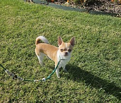 CH Angel Wings Benson Flips So Cool