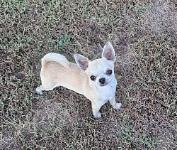 GCH CH Angel Wings Kenickie's Lightning