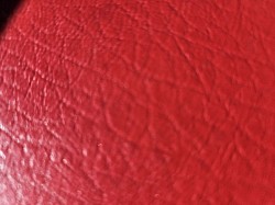 Dottie, a chocolate tri female $2000 with a $300 reserve deposit