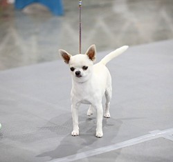 Bronze Grand Champion Sonny